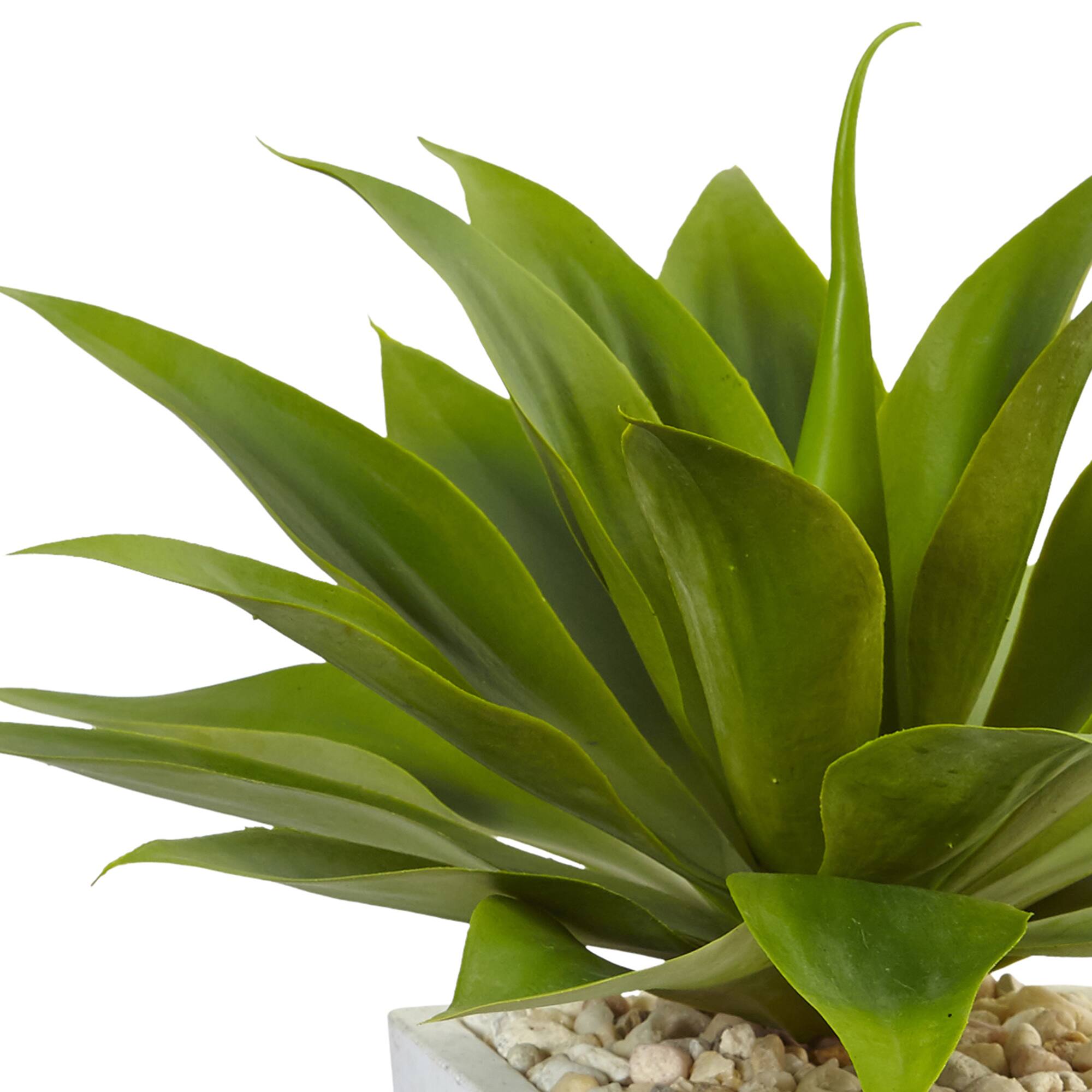 2ft. Agave In White Planter